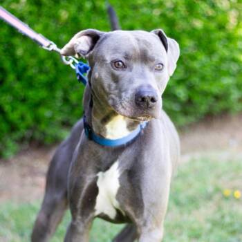 Pit Bull Terrier Dogs Available for Adoption in Cumming, Georgia - Jasper 22248 | PetCurious