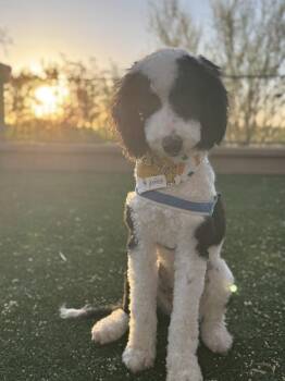 Standard Poodle and Golden Retriever Dogs Available for Adoption in Tucson, Arizona - Bandit | PetCurious