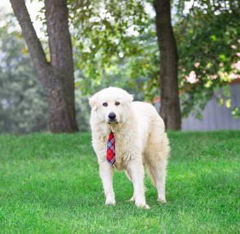 Magnus -  Great Pyrenees Dog for Adoption in Coatesville, Pennsylvania - Magnus | PetCurious
