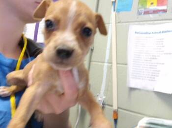LUCKY CHARMS -  Pit Bull Terrier and Mixed Breed Dog for Adoption in Tulsa, Oklahoma - LUCKY CHARMS | PetCurious