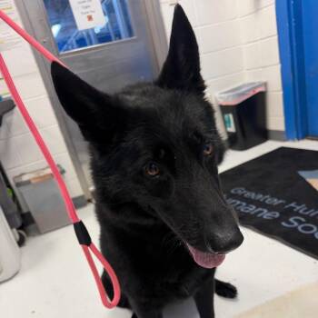 German Shepherd Dog Dogs Available for Adoption in Huntsville, Alabama - Umbra | PetCurious