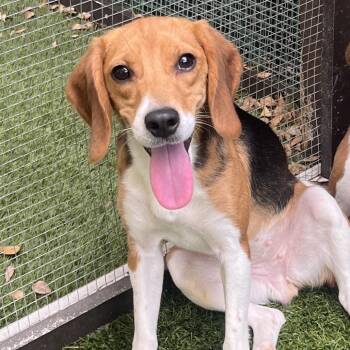 Chobee 6472 / 5070 -  Beagle Dog for Adoption in Loxahatchee Groves, Florida - Chobee 6472 / 5070 | PetCurious