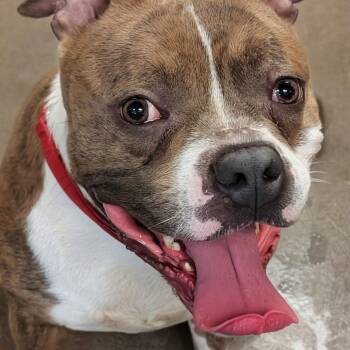 Pit Bull Terrier Dogs Available for Adoption in Baltimore, Maryland - President | PetCurious