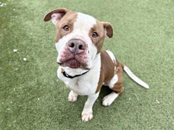 Pit Bull Terrier Dogs Available for Adoption - BRUTIS | PetCurious