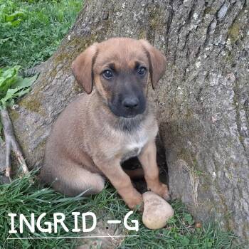 Hound and German Shepherd Dog Dogs Available for Adoption in Hinton, West Virginia - Ingrid (10wo, 20lbs) | PetCurious