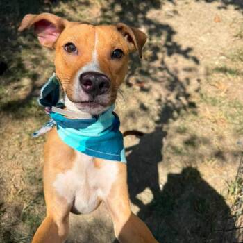 Flipper -  American Staffordshire Terrier Dog for Adoption in Pittsburgh, Pennsylvania - Flipper | PetCurious