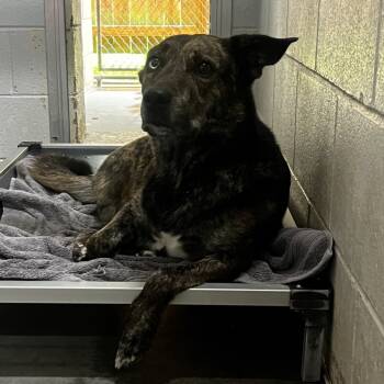 Rescue Mixed Breed Dogs for Adoption in Summerville, South Carolina - Rach | PetCurious