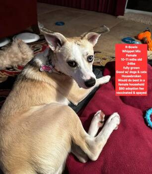 R-Bowie -  Whippet Dog for Adoption in Oviedo, Florida - R-Bowie | PetCurious
