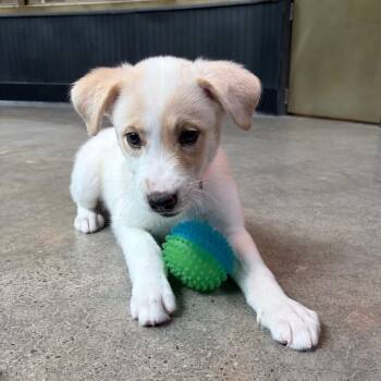 Wren 22546 -  Mixed Breed Dog for Adoption in Cumming, Georgia - Wren 22546 | PetCurious