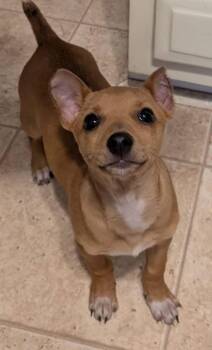 Mixed Breed Dogs Available for Adoption - Max | PetCurious