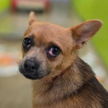 Chihuahua Dogs Available for Adoption in San Jacinto, California - Mary Puppins | PetCurious