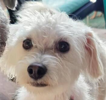 Maltipoo Dogs Available for Adoption in Tucson, Arizona - LEVI | PetCurious