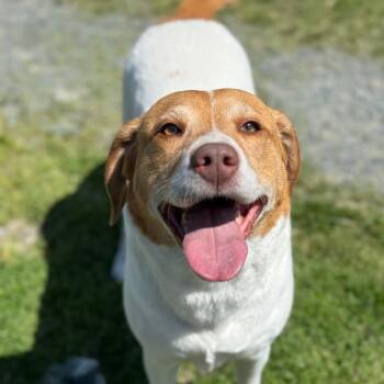 Hound Dogs Available for Adoption in Ridgely, Maryland - Reba | PetCurious