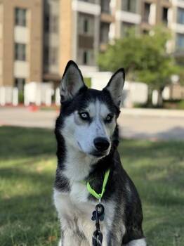 Siberian Husky Dogs Available for Adoption in Austin, Texas - Kaia | PetCurious