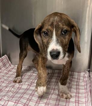 Gino -  Beagle Dog for Adoption in Parma, Ohio - Gino | PetCurious