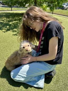 Mixed Breed Dogs Available for Adoption in Wichita, Kansas - Bwah! | PetCurious