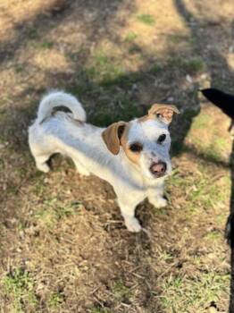 Jack Russell Terrier Dogs Available for Adoption - Jack | PetCurious
