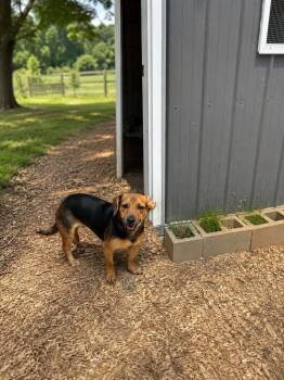 Moe -  Dachshund and Beagle Dog for Adoption in Brownstown, Indiana - Moe | PetCurious