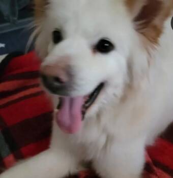 Rescue Terrier Dogs for Adoption in Johns Creek, Georgia - Lulu | PetCurious