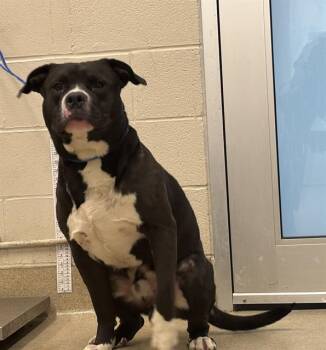 RIZZLER -  American Staffordshire Terrier and Mixed Breed Dog for Adoption in Grand Prairie, Texas - RIZZLER | PetCurious