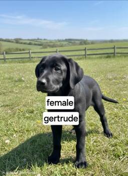 Gertrude -  Great Dane Dog for Adoption in Manchester, Connecticut - Gertrude | PetCurious