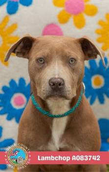 Lambchop -  American Bulldog Dog for Adoption in Mobile, Alabama - Lambchop | PetCurious