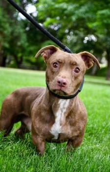 Lowrider -  Dachshund and Pit Bull Terrier Dog for Adoption in Yakima, Washington - Lowrider | PetCurious