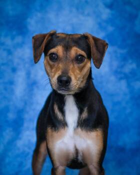 Miniature Pinscher and Hound Dogs Available for Adoption - DELILAH (0413) | PetCurious