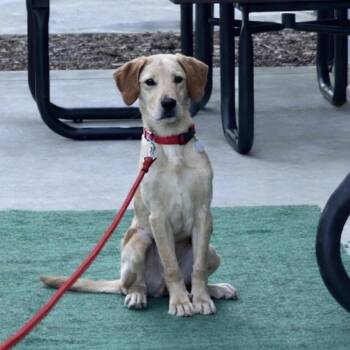 Labrador Retriever and Bluetick Coonhound Dogs Available for Adoption - Quaker 21964 | PetCurious