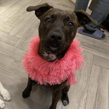 Pit Bull Terrier Dogs Available for Adoption in Winthrop, Massachusetts - Lottie | PetCurious