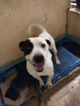 Rescue Staffordshire Bull Terrier Dogs for Adoption in Tracy City, Tennessee - Sal | PetCurious