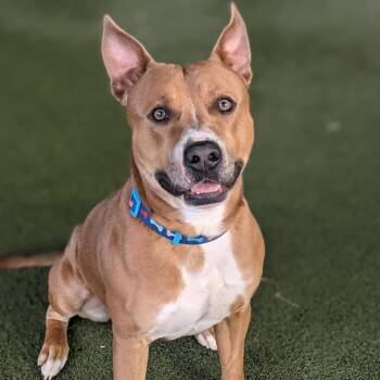 Rescue Pit Bull Terrier and Mixed Breed Dogs for Adoption in Lakeland, Florida - Charlie | PetCurious