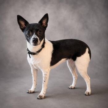 Nakita -  Chihuahua Dog for Adoption in Hardeeville, South Carolina - Nakita | PetCurious