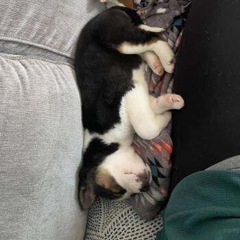 Mixed Breed Dogs Available for Adoption - Wentz | PetCurious