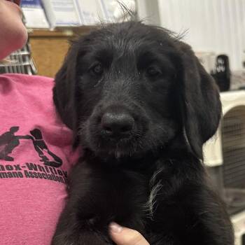 Mixed Breed Dogs Available for Adoption in Corbin, Kentucky - Green | PetCurious