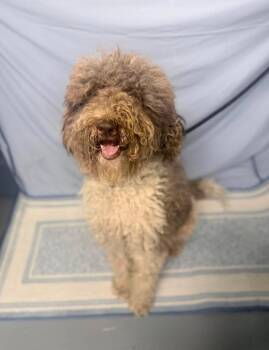 Athos HW+ -  Standard Poodle Dog for Adoption in Sedalia, Colorado - Athos HW+ | PetCurious