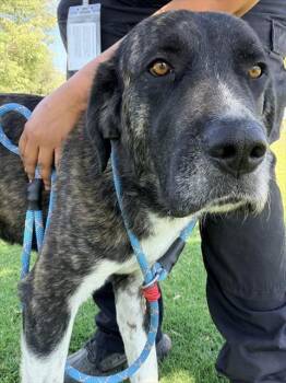 YAMI -  Plott Hound and Mixed Breed Dog for Adoption in Riverside, California - YAMI | PetCurious