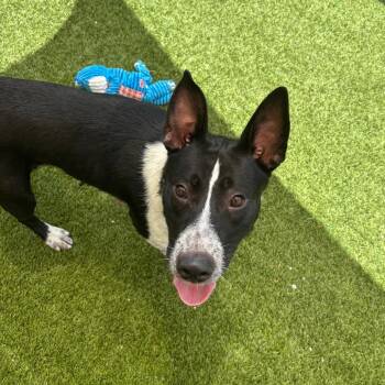 Luna 7840 -  Cattle Dog Dog for Adoption in Loxahatchee Groves, Florida - Luna 7840 | PetCurious