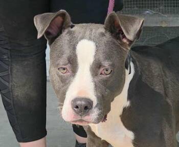 Rescue Pit Bull Terrier Dogs for Adoption in Anniston, Alabama - Zelda | PetCurious