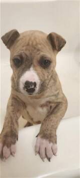 Pit Bull Terrier Dogs Available for Adoption - CAD BANE | PetCurious