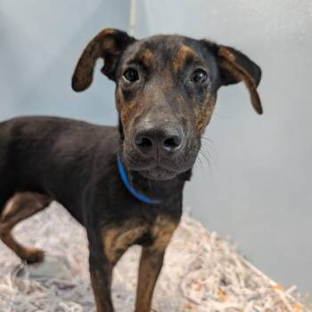 Mixed Breed Dogs Available for Adoption - Tornado | PetCurious