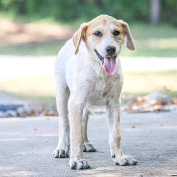 Muma -  Mixed Breed Dog for Adoption in Groveland, Massachusetts - Muma | PetCurious