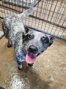 CICADA -  Australian Cattle Dog Blue Heeler Dog for Adoption in Chester, South Carolina - CICADA | PetCurious