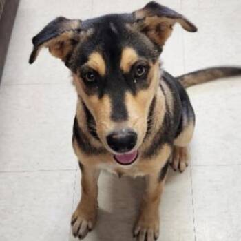 Janet -  Shepherd and Mixed Breed Dog for Adoption in Nashville, Tennessee - Janet | PetCurious