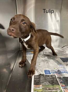 Labrador Retriever Dogs Available for Adoption - Tulip | PetCurious