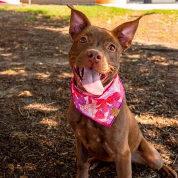 Sookie -  Pit Bull Terrier and Mixed Breed Dog for Adoption in East Hanover, New Jersey - Sookie | PetCurious