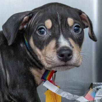 Rescue Australian Cattle Dog Blue Heeler and Beagle Dogs for Adoption in St. Louis, Missouri - FELIX | PetCurious