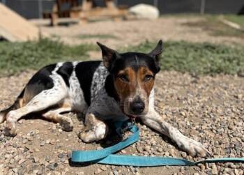 Molly -  Cattle Dog Dog for Adoption in Fruit Heights, Utah - Molly | PetCurious