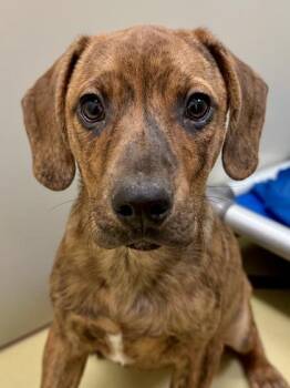 Dozer -  Mixed Breed Dog for Adoption in Wichita, Kansas - Dozer | PetCurious