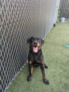 Buster -  Mixed Breed Dog for Adoption in Lafayette, Indiana - Buster | PetCurious